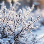 erfahren sie, warum das schneiden ihrer sträucher im winter schädlich sein kann und wie sie ihre pflanzen richtig pflegen, um gesundes wachstum zu fördern.
